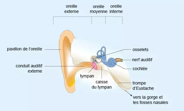 anatomie de l'oreille